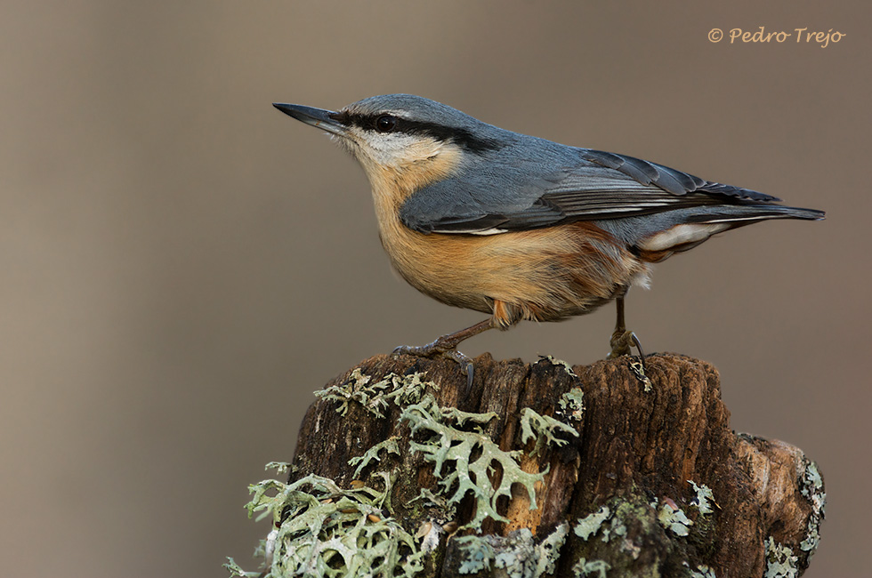 Trepador azul (Sitta europea)